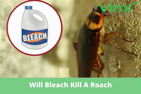 Will bleach kill roaches - Common solutions for roaches include: – 4 cups of ammonia with 8 liters of hot water down drains. – 2 parts of ammonia and 1 part of hot water will kill roaches instantly on contact. – 2 cups ammonia and 1 gallon of water water to mop under furniture and on entryways.